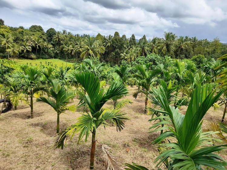 Nisarga Homestay, Dharmasthala Dharmastala Zewnętrze zdjęcie
